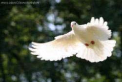 dove with forest background
