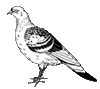 siegel pigeon supply