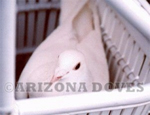 Elizabeth's Doves