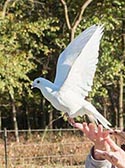 white wing loft