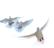 Feathers from Heaven