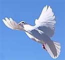 Wings of White