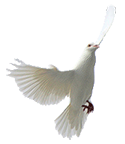 white dpve