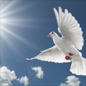 white dove solo