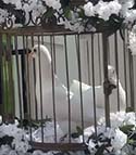 Dick's Doves
