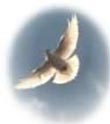 Delaware Dove Releases