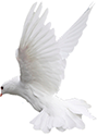 lone dove