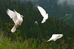 Idaho Doves