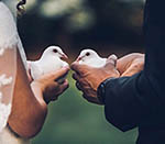 Angel Dove Release