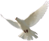 C&T dove release