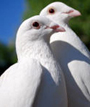 Umpqua Doves