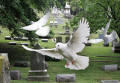 dove flying