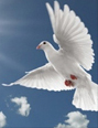 Amazing Grace Doves