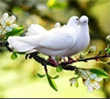 Lasting Memories Doves