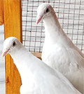 peace doves