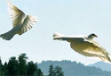 Silver Wings