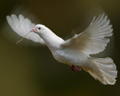 white dove