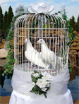 dove display
